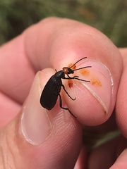 Epicauta atrata