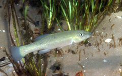 Fundulus seminolis