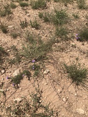 Schedonnardus paniculatus