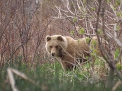 Ursus arctos beringianus