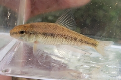 Erimyzon claviformis