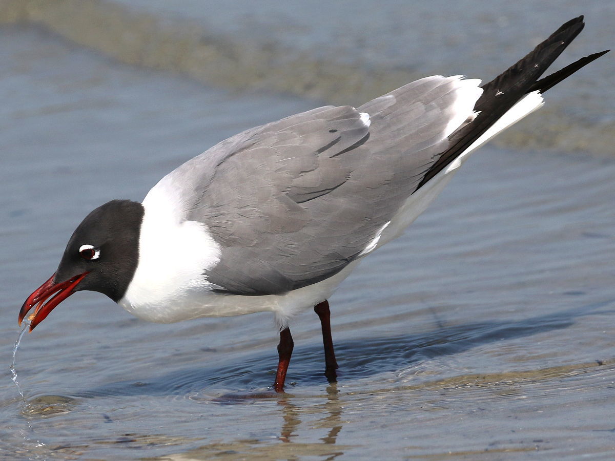 Laughing Gull (Leucophaeus atricilla)