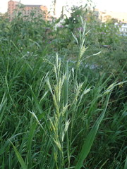 Bromus erectus