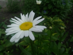 Leucanthemum