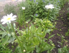 Leucanthemum