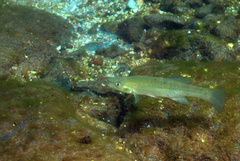 Fundulus seminolis