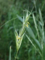 Bromus erectus