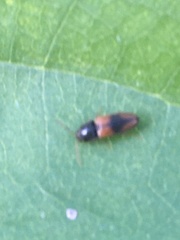 Horistonotus curiatus