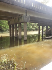 Erimyzon claviformis