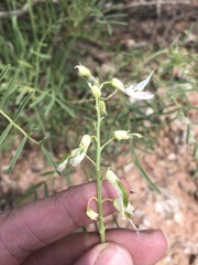 Astragalus racemosus