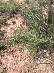 Astragalus racemosus