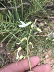 Astragalus racemosus