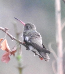 Phaeoptila sordida