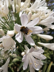 Bombus sonorus