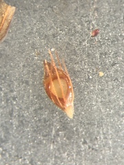 Rhynchospora filifolia