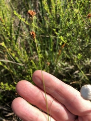 Rhynchospora filifolia