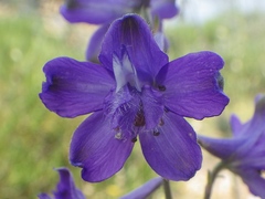 Delphinium pentagynum