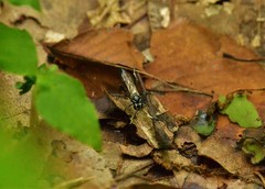 Coelichneumon navus