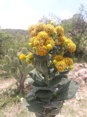 Verbesina sphaerocephala