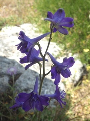 Delphinium pentagynum