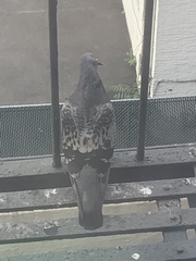 Columba livia domestica