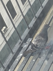 Columba livia domestica