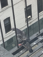 Columba livia domestica