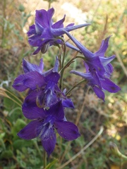 Delphinium pentagynum