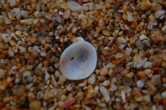 Pilosabia trigona