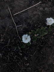 Evolvulus prostratus