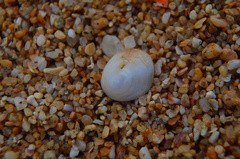 Pilosabia trigona