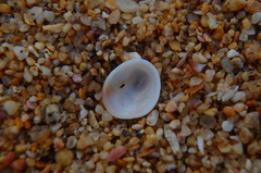 Pilosabia trigona