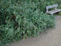 Symphytum × uplandicum