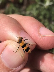 Trichodes bibalteatus