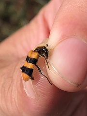 Trichodes bibalteatus