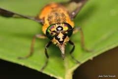 Chrysops viduatus