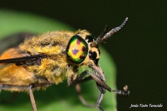 Chrysops viduatus