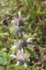 Monarda clinopodioides