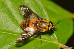 Chrysops viduatus