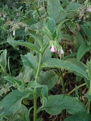 Symphytum × uplandicum