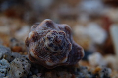 Rapaninae
