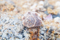 Rapaninae