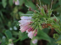 Symphytum × uplandicum