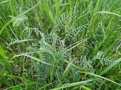 Vicia cracca