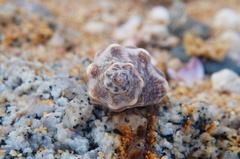 Rapaninae