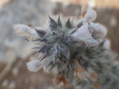 Stachys germanica