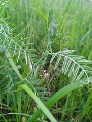 Vicia cracca