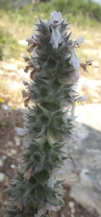 Stachys germanica