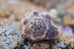 Rapaninae