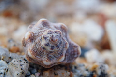 Rapaninae